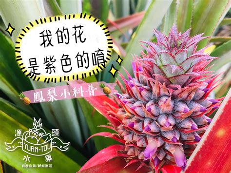 觀賞鳳梨花|觀賞鳳梨:觀賞鳳梨為鳳梨科多年生草本植物，原產於。